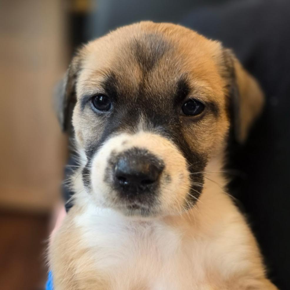 Enlarge Astra, a Adoptable Mixed Breed in Kansas City, MO image 4/4