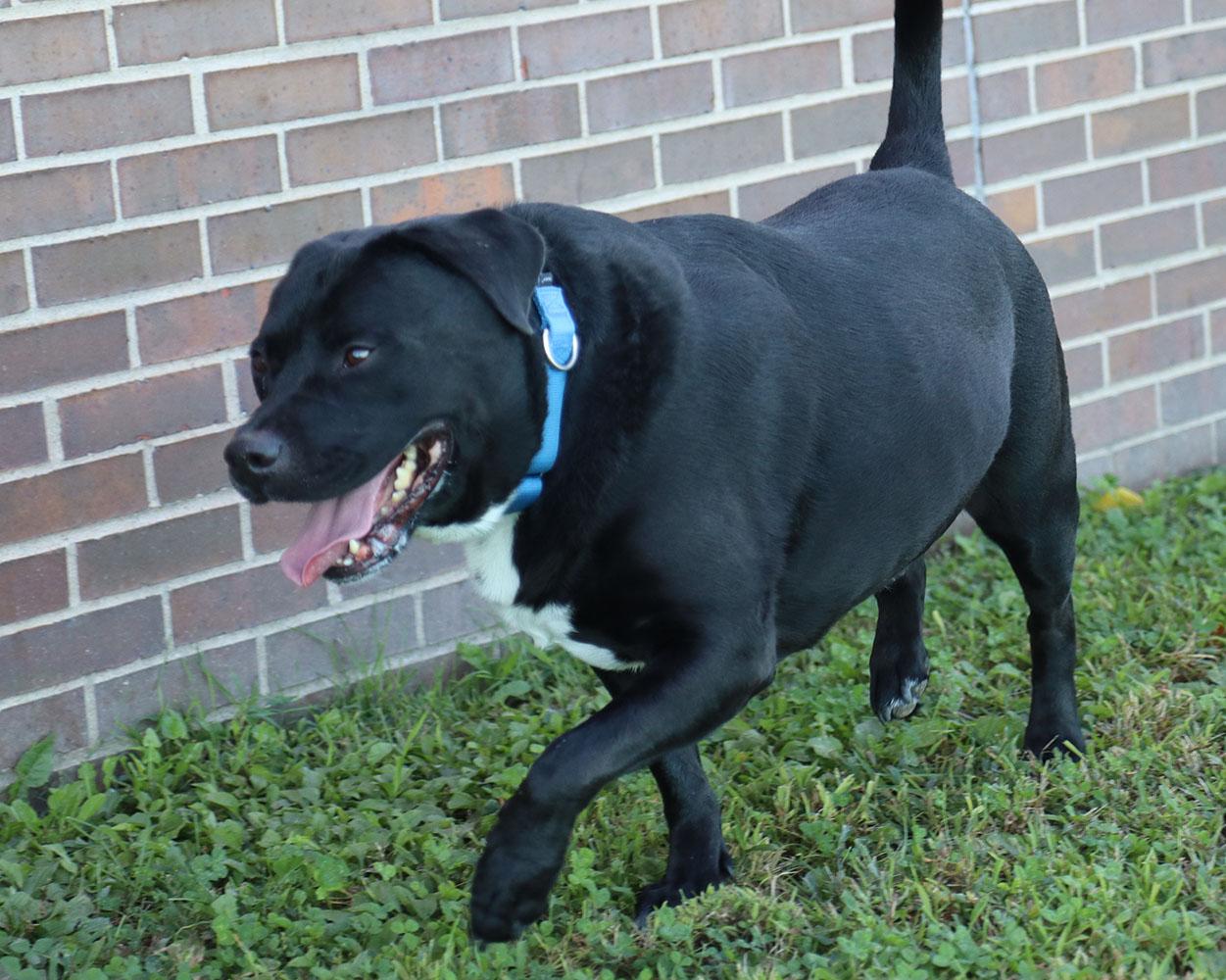 Roscoe (AO35050), a Adoptable mixed breed in Kansas City, KS image 5/6