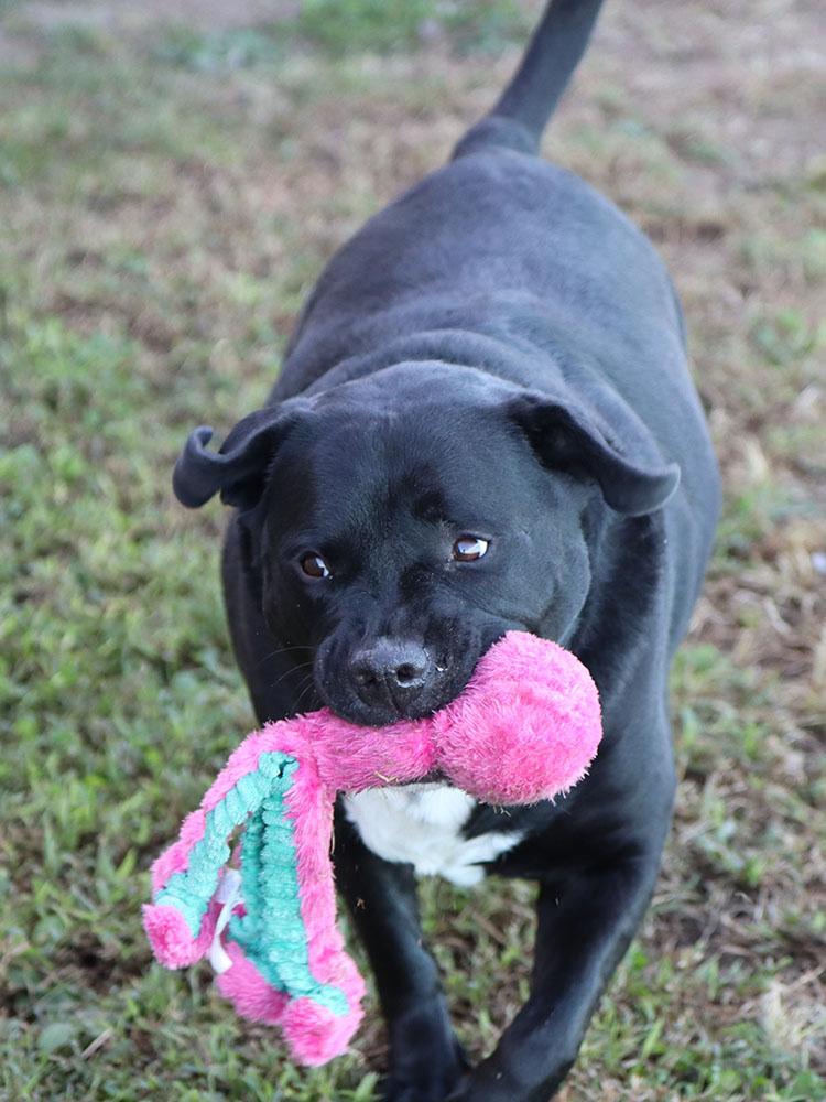 Roscoe (AO35050), a Adoptable mixed breed in Kansas City, KS image 4/6