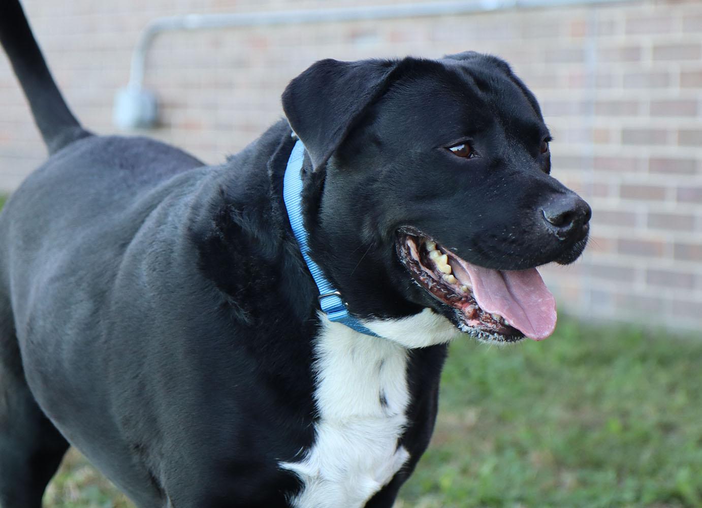 Roscoe (AO35050), a Adoptable mixed breed in Kansas City, KS image 2/6