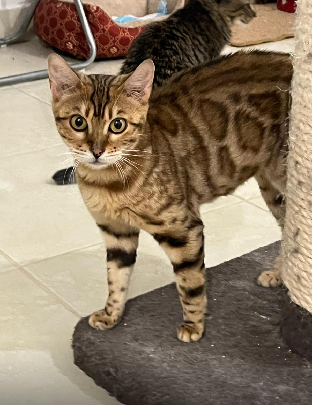 Enlarge Calypso, a Adopted Bengal in Whitewater, WI image 2/2