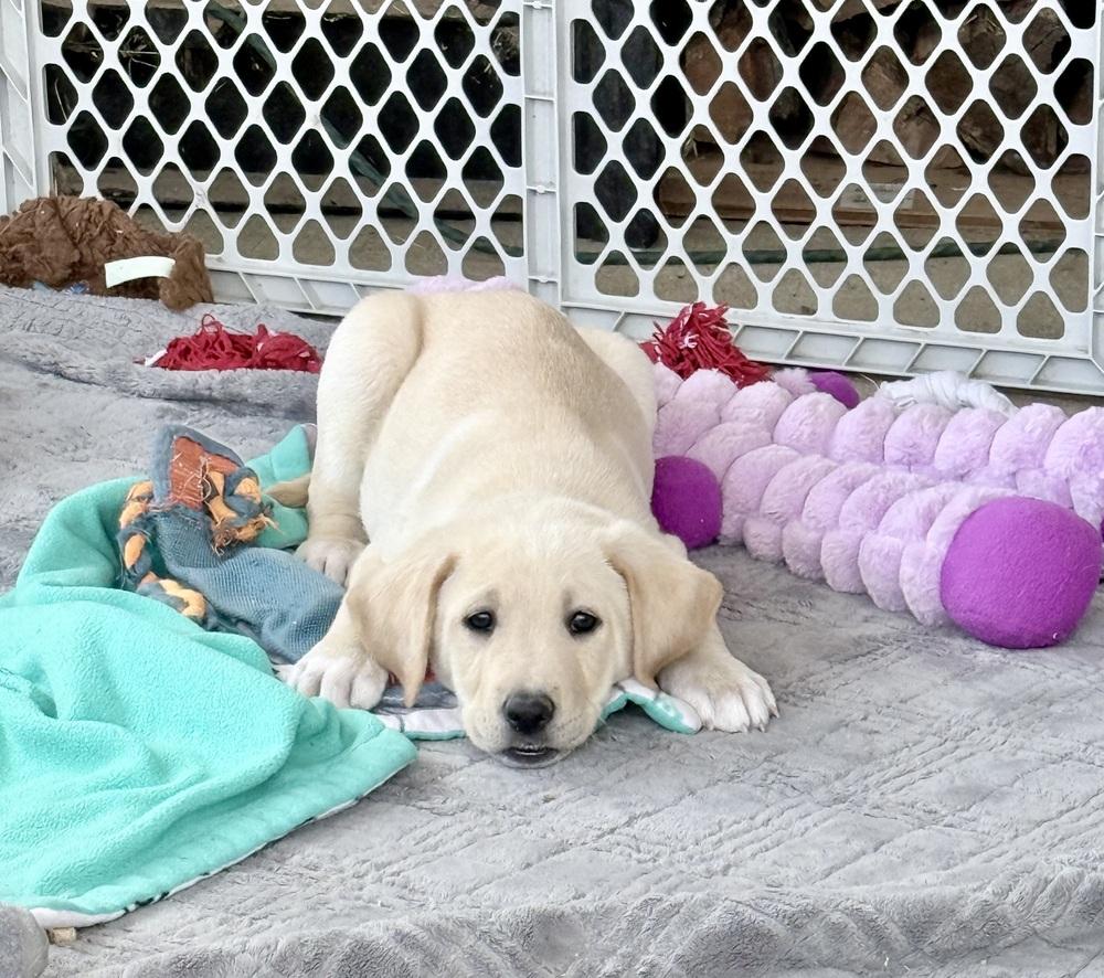 Ranger, Adoptable, Puppy Male Labrador Retriever & Carolina Dog.