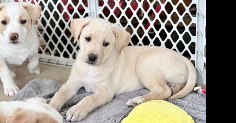 Ranger, a Adoptable mixed breed in Wildomar, CA image 2/2