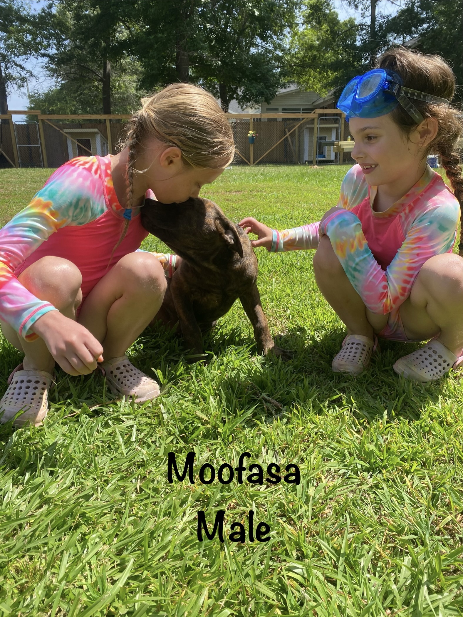 Moofasa, a Adoptable mixed breed image 1/3