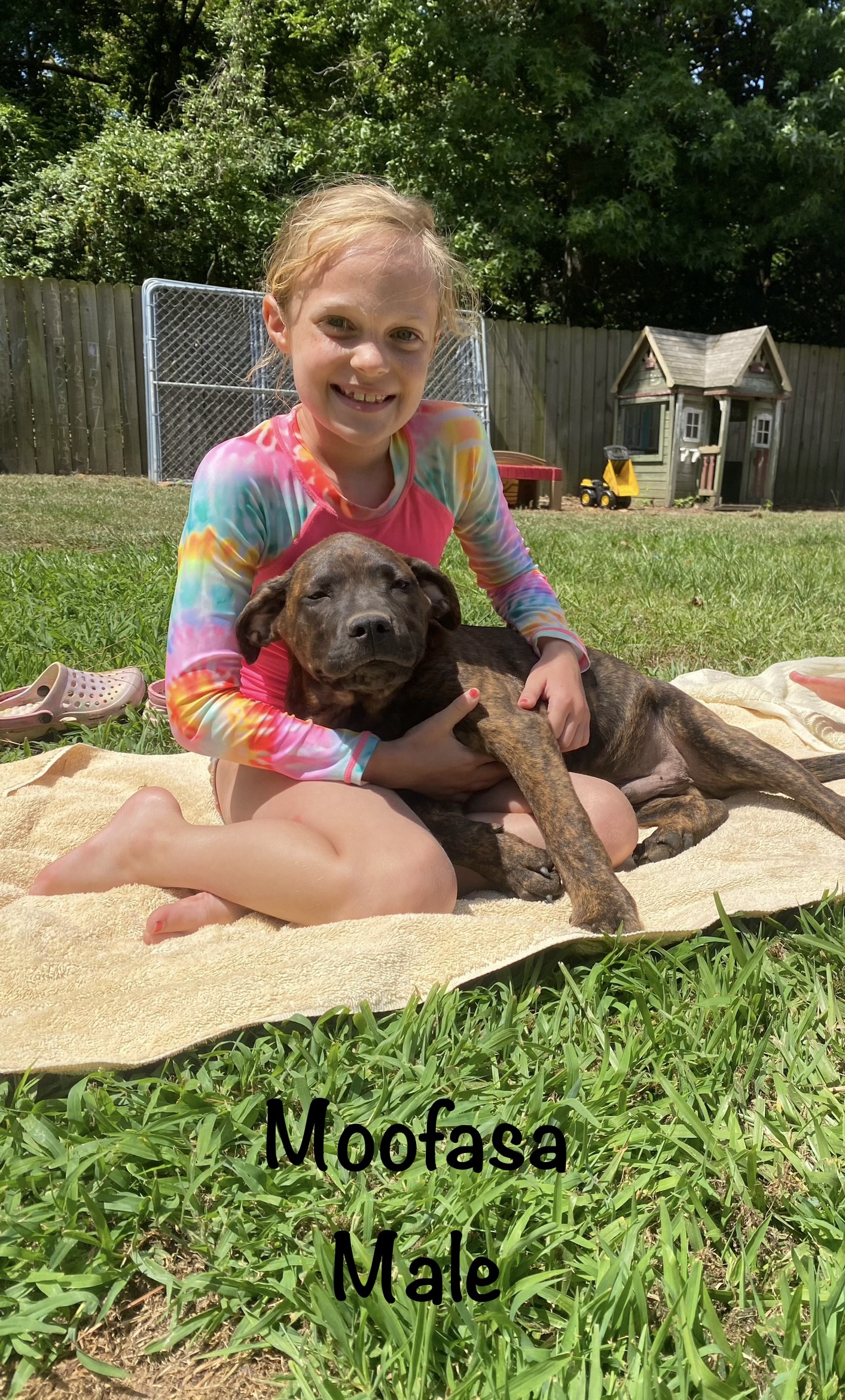Moofasa, a Adoptable mixed breed image 3/3
