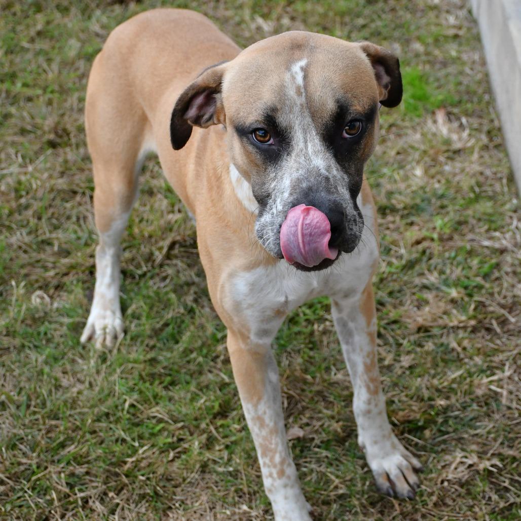 Enlarge Jake Blues, a Adoptable mixed breed in Beaumont, TX image 1/4