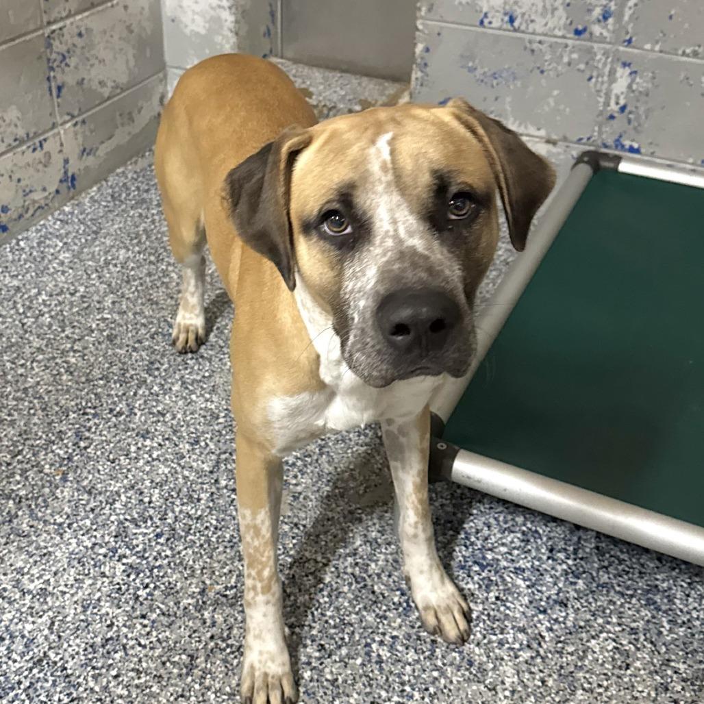 Enlarge Jake Blues, a Adoptable mixed breed in Beaumont, TX image 2/4