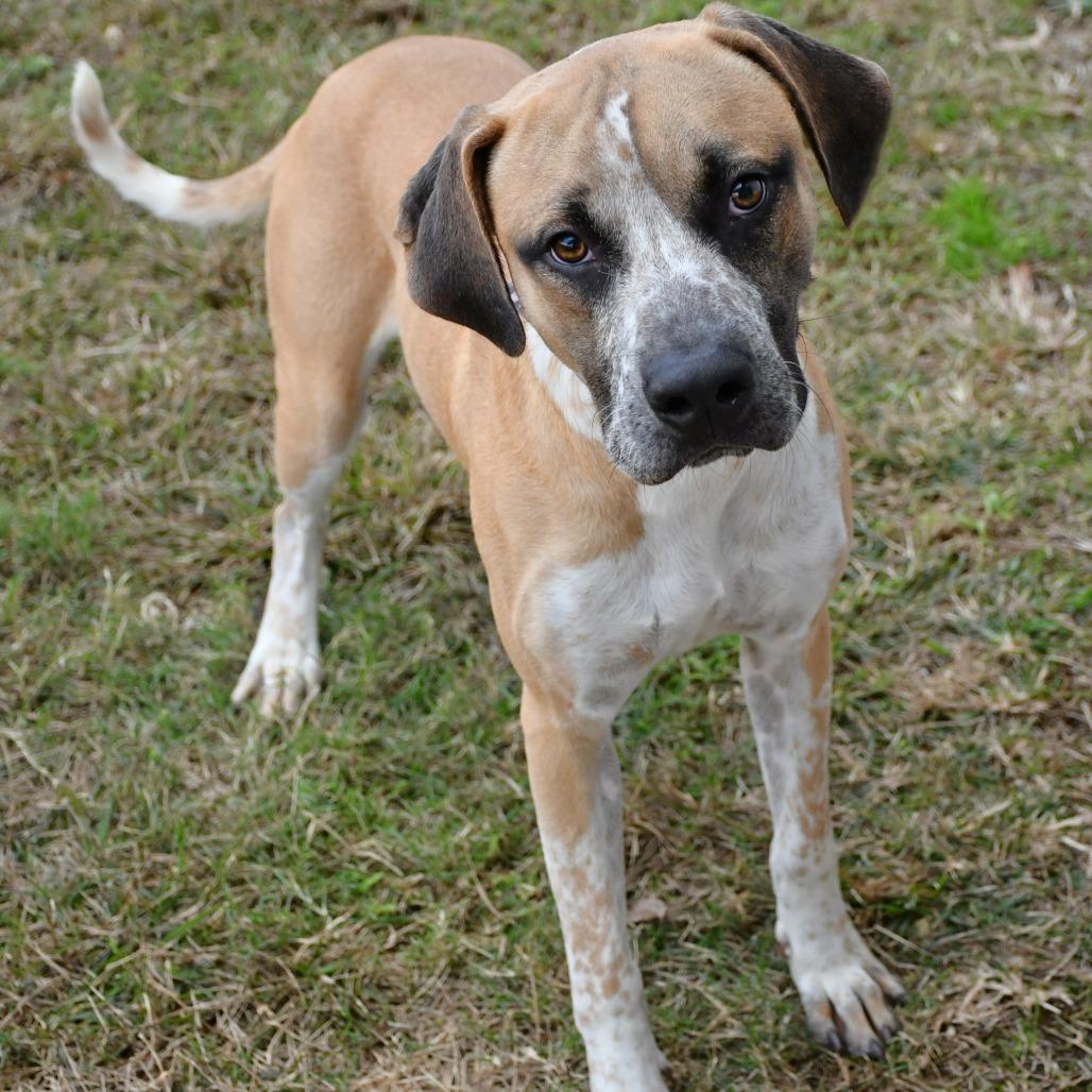 Enlarge Jake Blues, a Adoptable mixed breed in Beaumont, TX image 3/4
