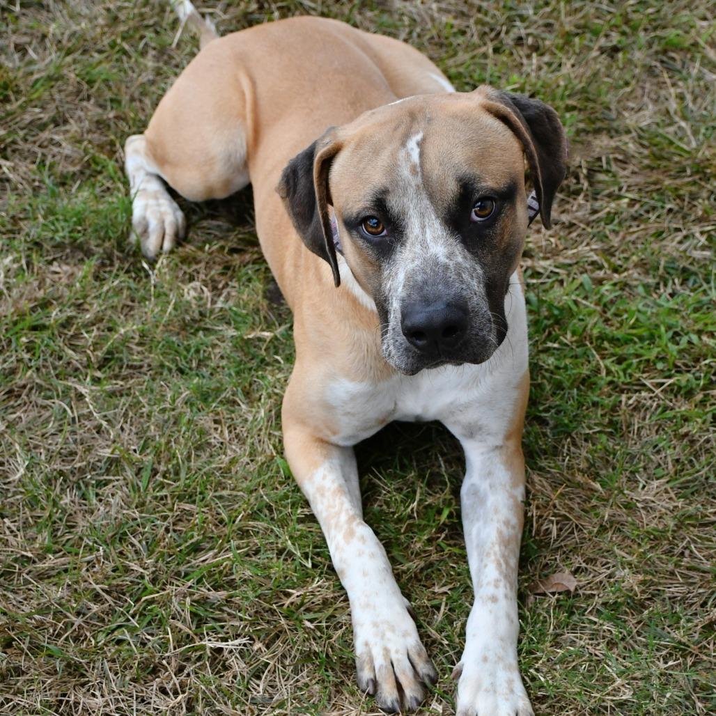 Enlarge Jake Blues, a Adoptable mixed breed in Beaumont, TX image 4/4