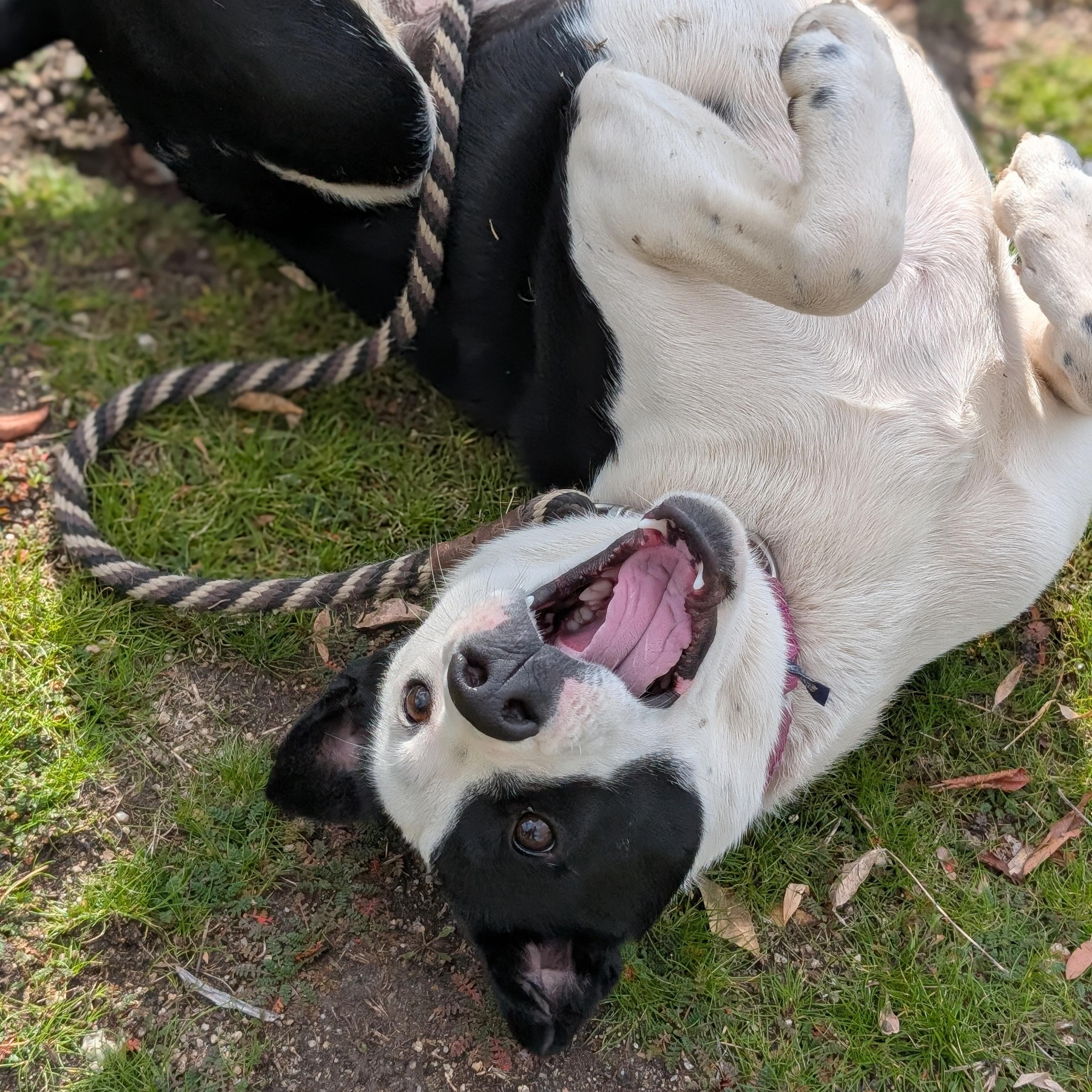 Enlarge Echo, an adopted mixed breed in Mountain Center, CA image 4/4