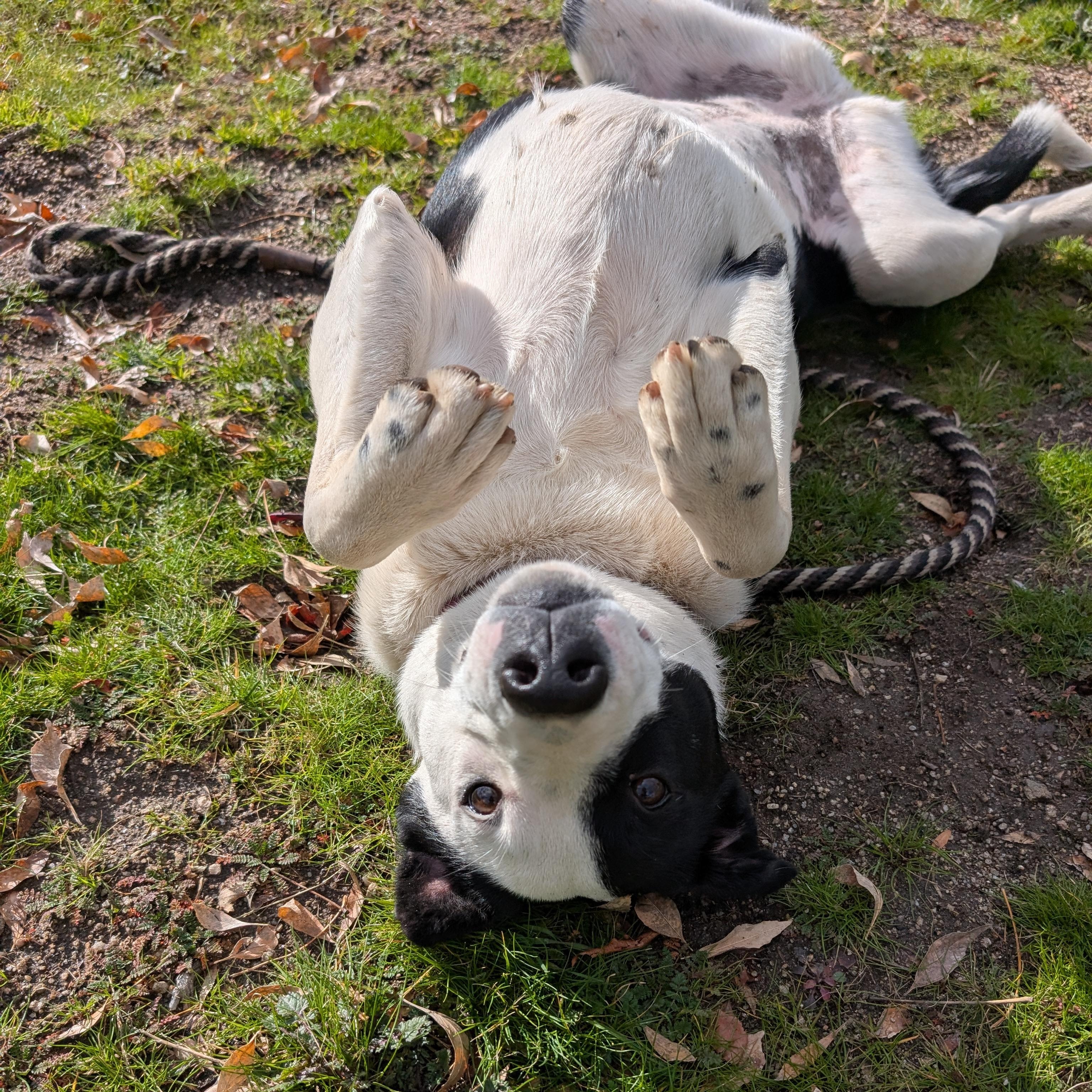 Enlarge Echo, an adopted mixed breed in Mountain Center, CA image 3/4