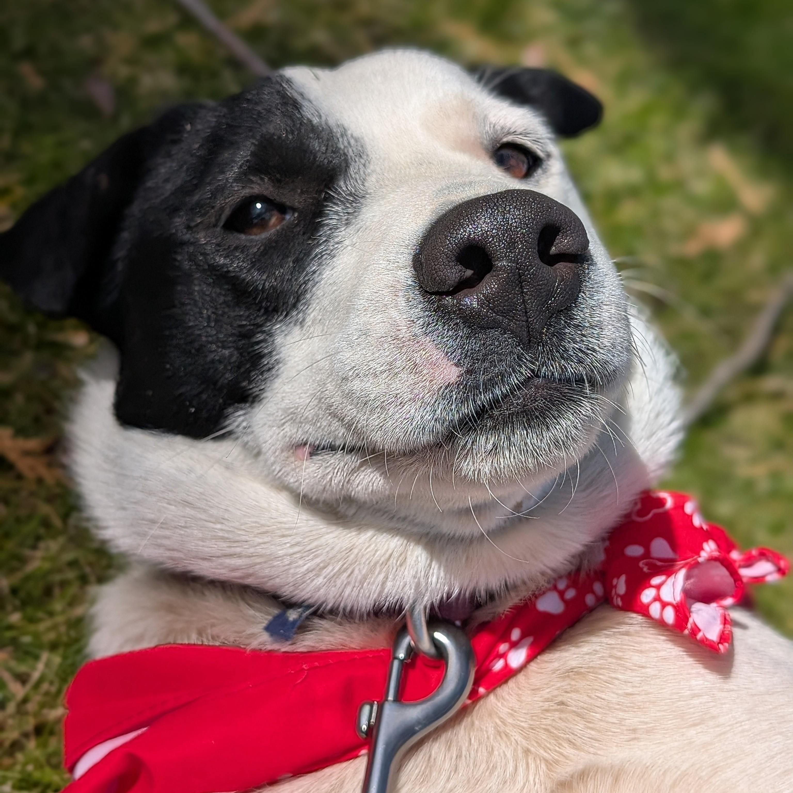 Enlarge Echo, an adopted mixed breed in Mountain Center, CA image 2/4