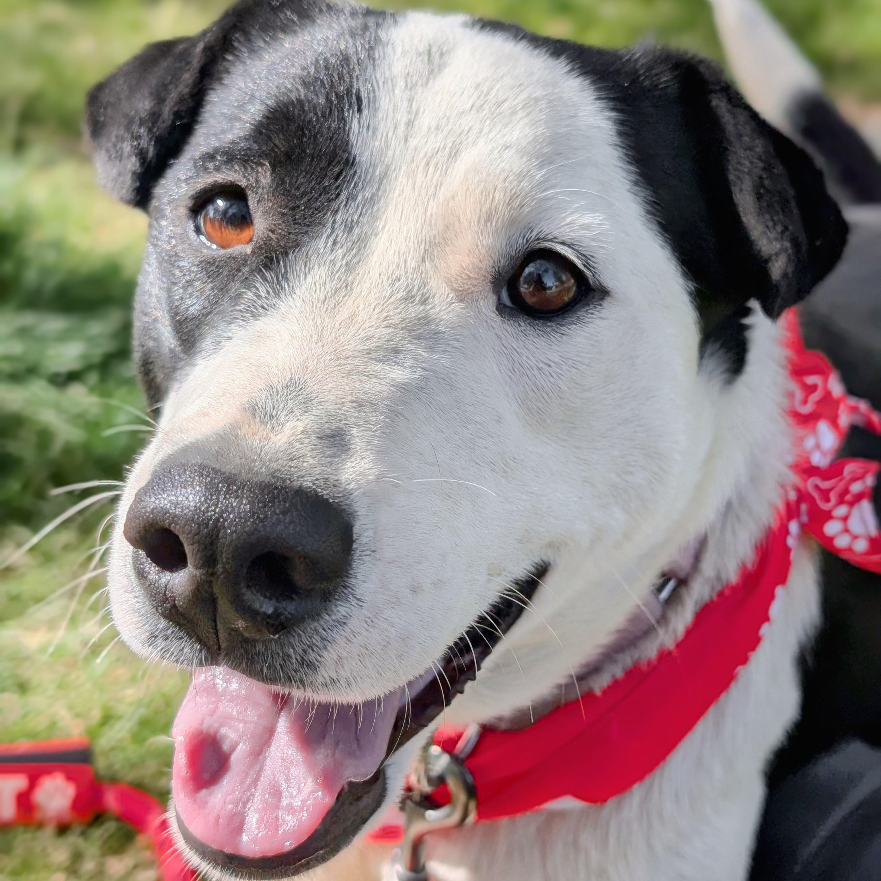 Enlarge Echo, an adopted mixed breed in Mountain Center, CA image 1/4