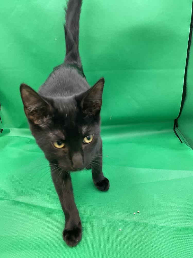 Enlarge Fish, a Adoptable Domestic Short Hair in Gonzales, LA image 1/1