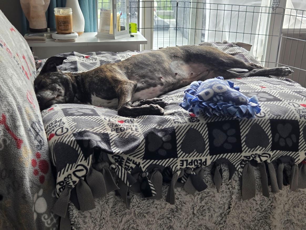 Enlarge Keela Bee, a Adoptable mixed breed in Lansing, MI image 6/6