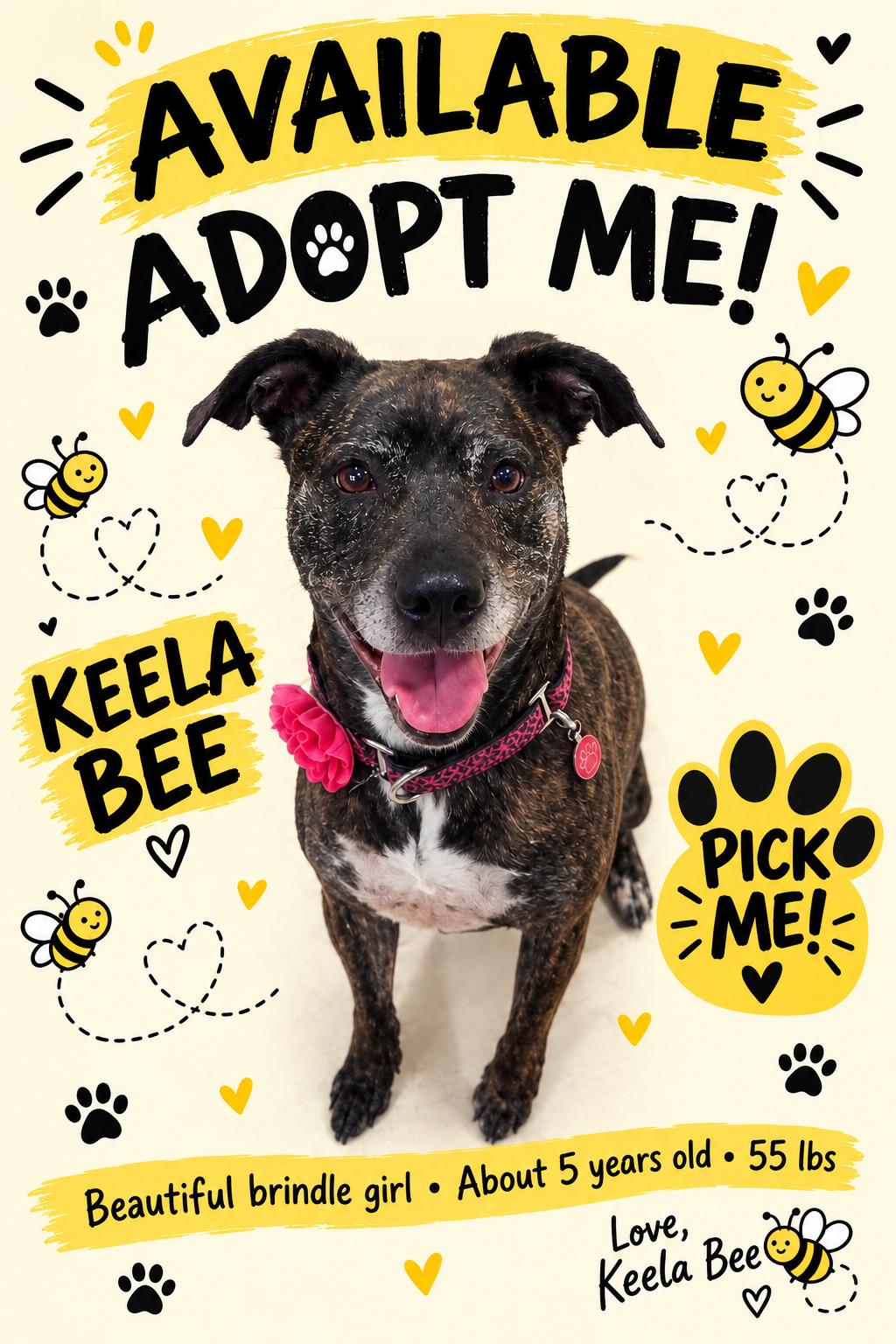 Keela Bee, Adoptable, Adult Female Pit Bull Terrier & American Staffordshire Terrier.