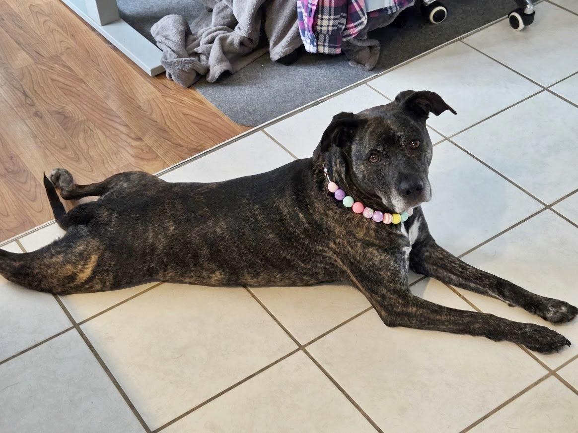 Enlarge Keela Bee, a Adoptable mixed breed in Lansing, MI image 3/6