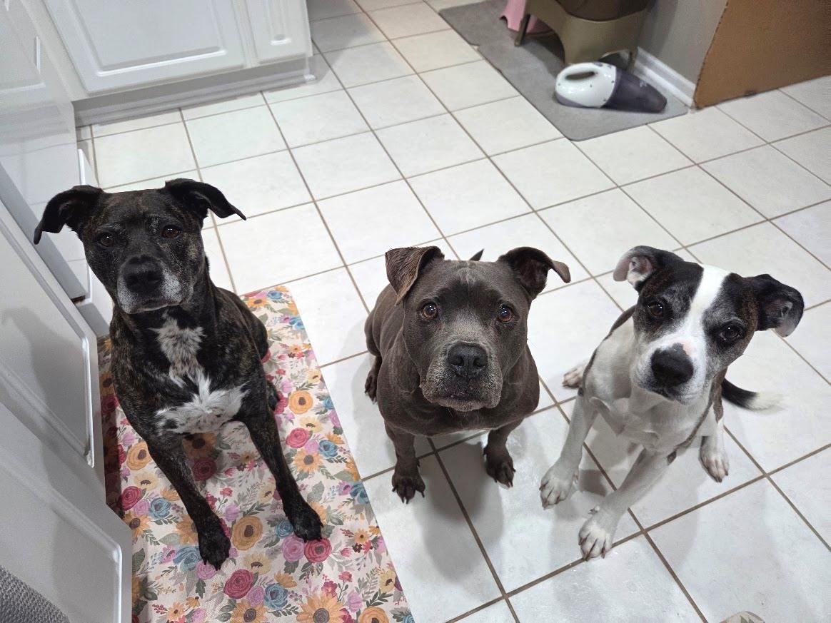 Enlarge Keela Bee, a Adoptable mixed breed in Lansing, MI image 4/6