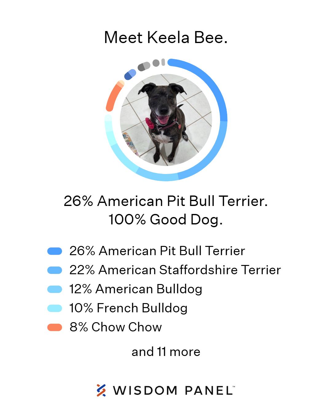 Enlarge Keela Bee, a Adoptable mixed breed in Lansing, MI image 2/6