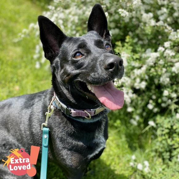 Enlarge Voter, a Adoptable Mixed Breed in Pittsburgh, PA image 1/6