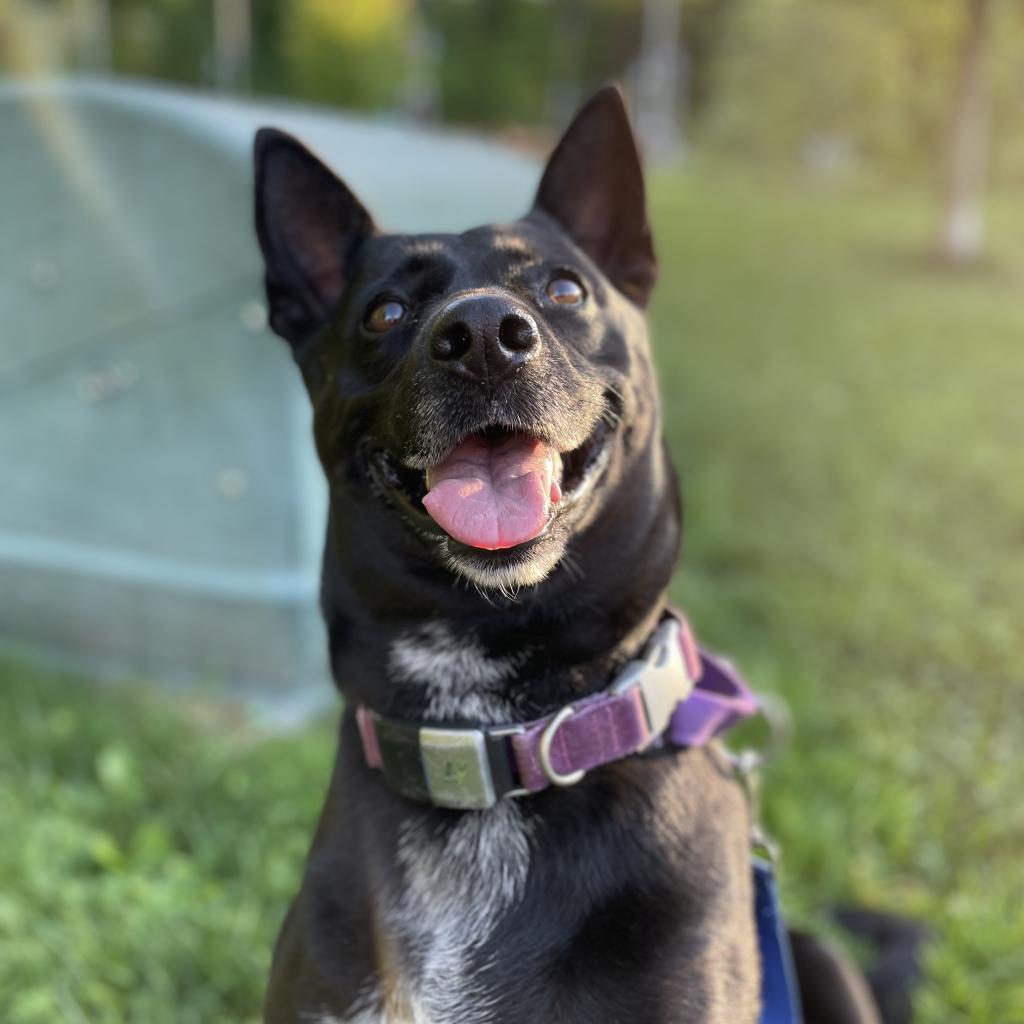 Voter, Adoptable, Senior Female Mixed Breed.