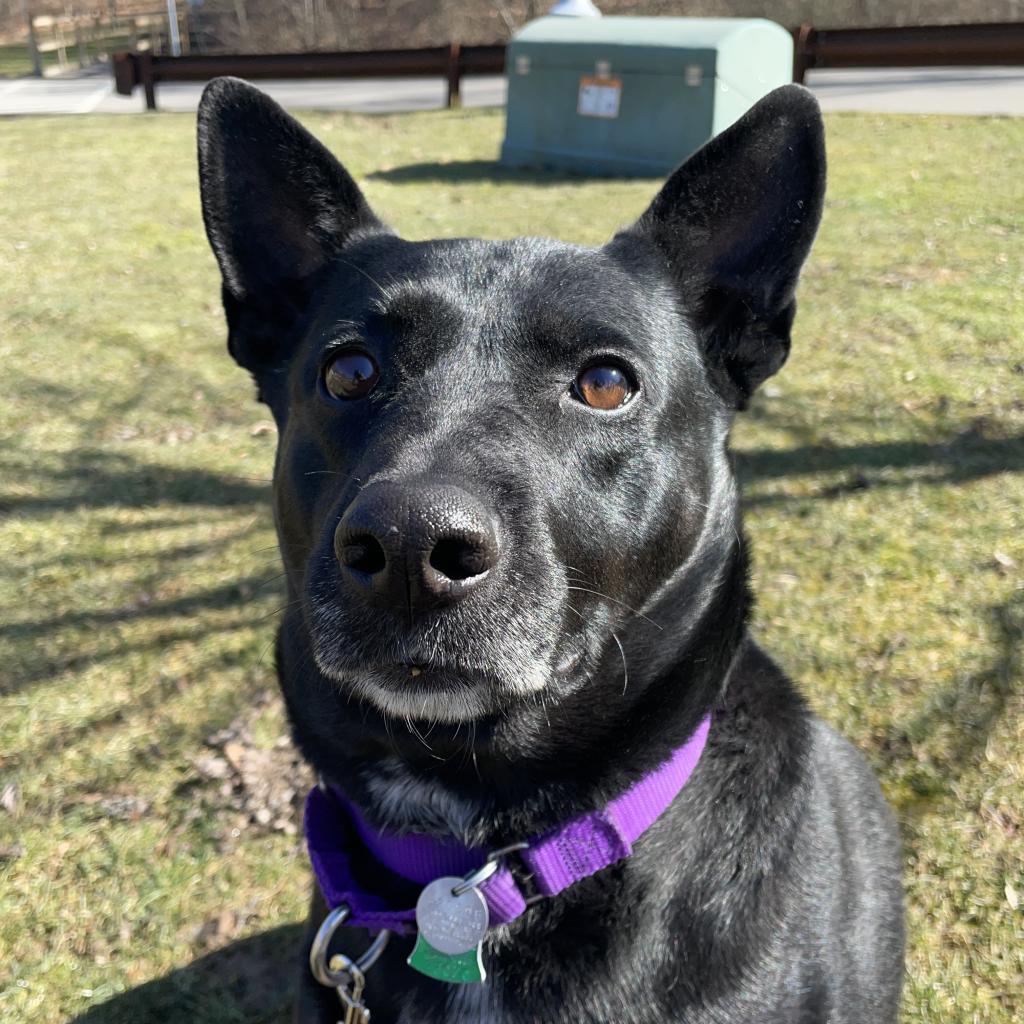 Enlarge Voter, a Adoptable Mixed Breed in Pittsburgh, PA image 5/6