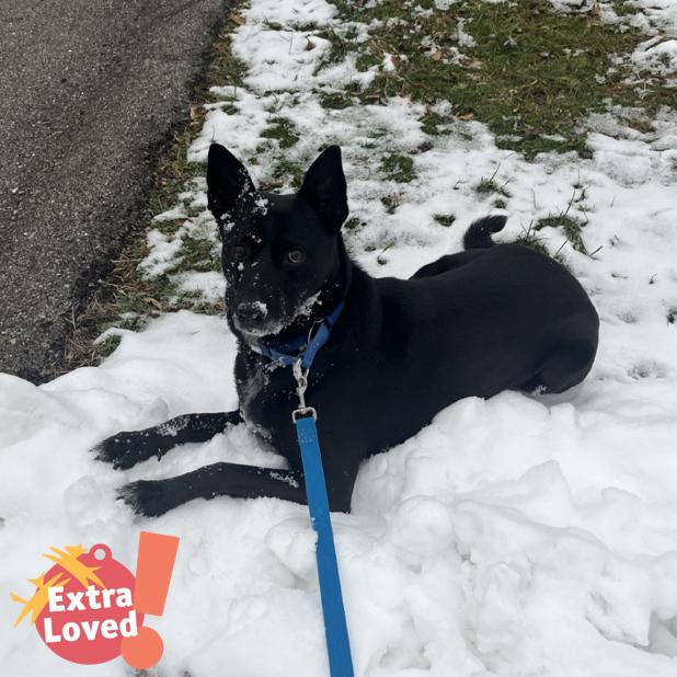 Voter, a Adoptable Mixed Breed in Pittsburgh, PA image 5/6
