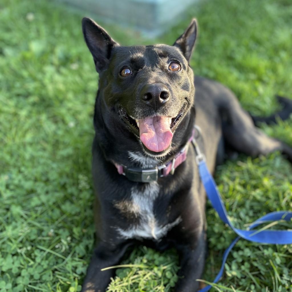 Enlarge Voter, a Adoptable Mixed Breed in Pittsburgh, PA image 6/6