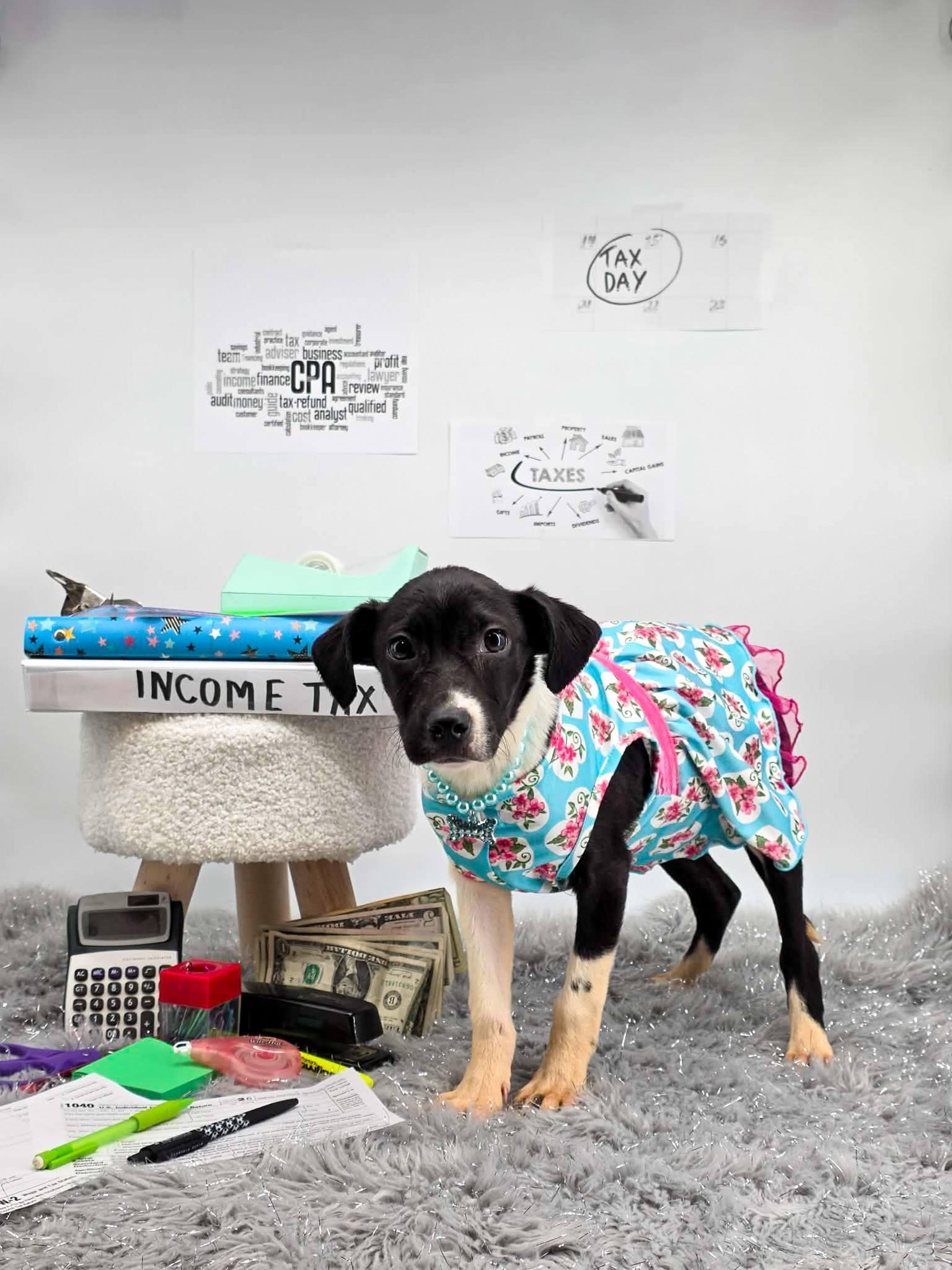 Enlarge 1040, an adopted mixed breed in Sevierville, TN image 3/3