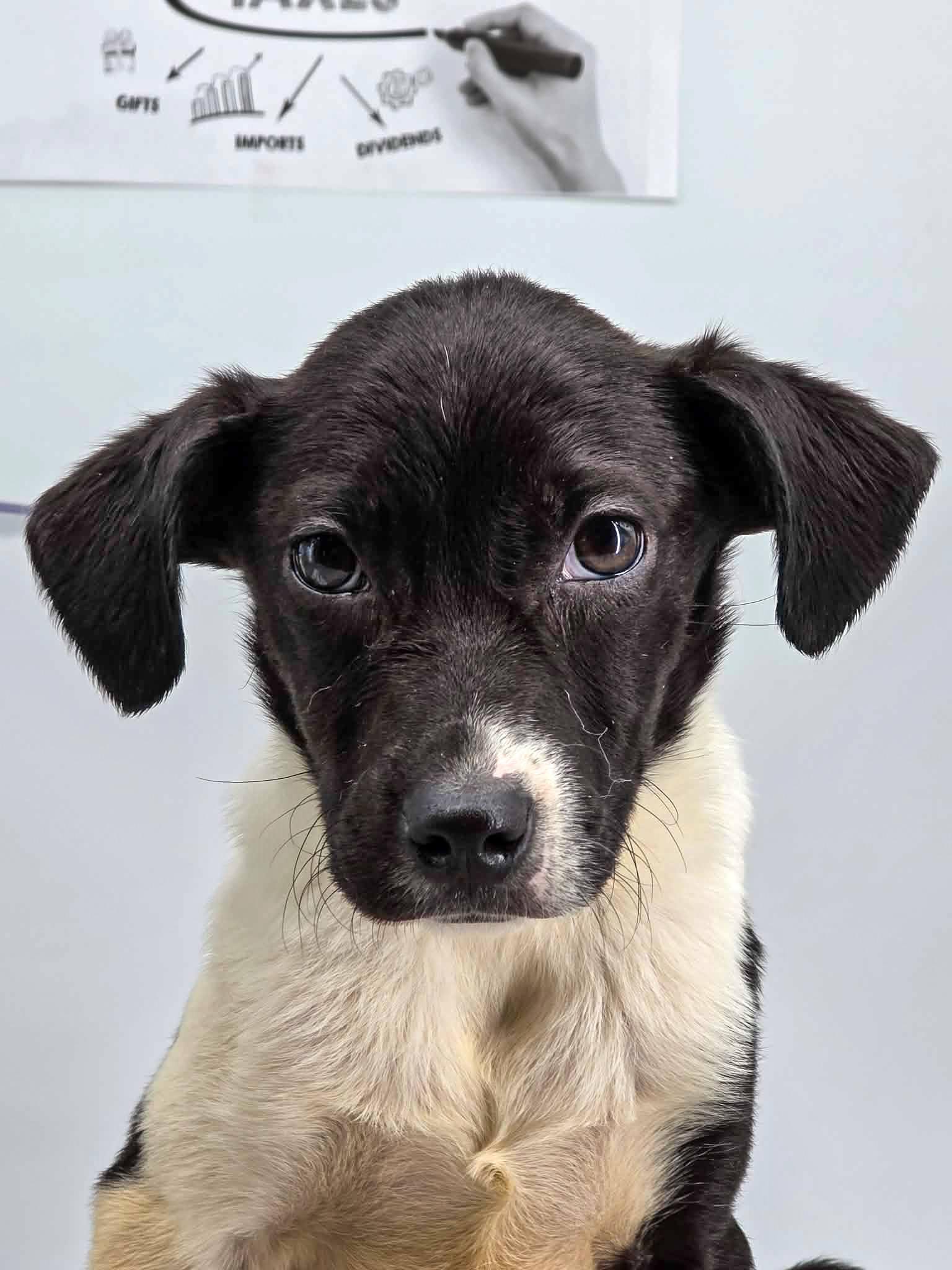 Enlarge 1040, an adopted mixed breed in Sevierville, TN image 2/3