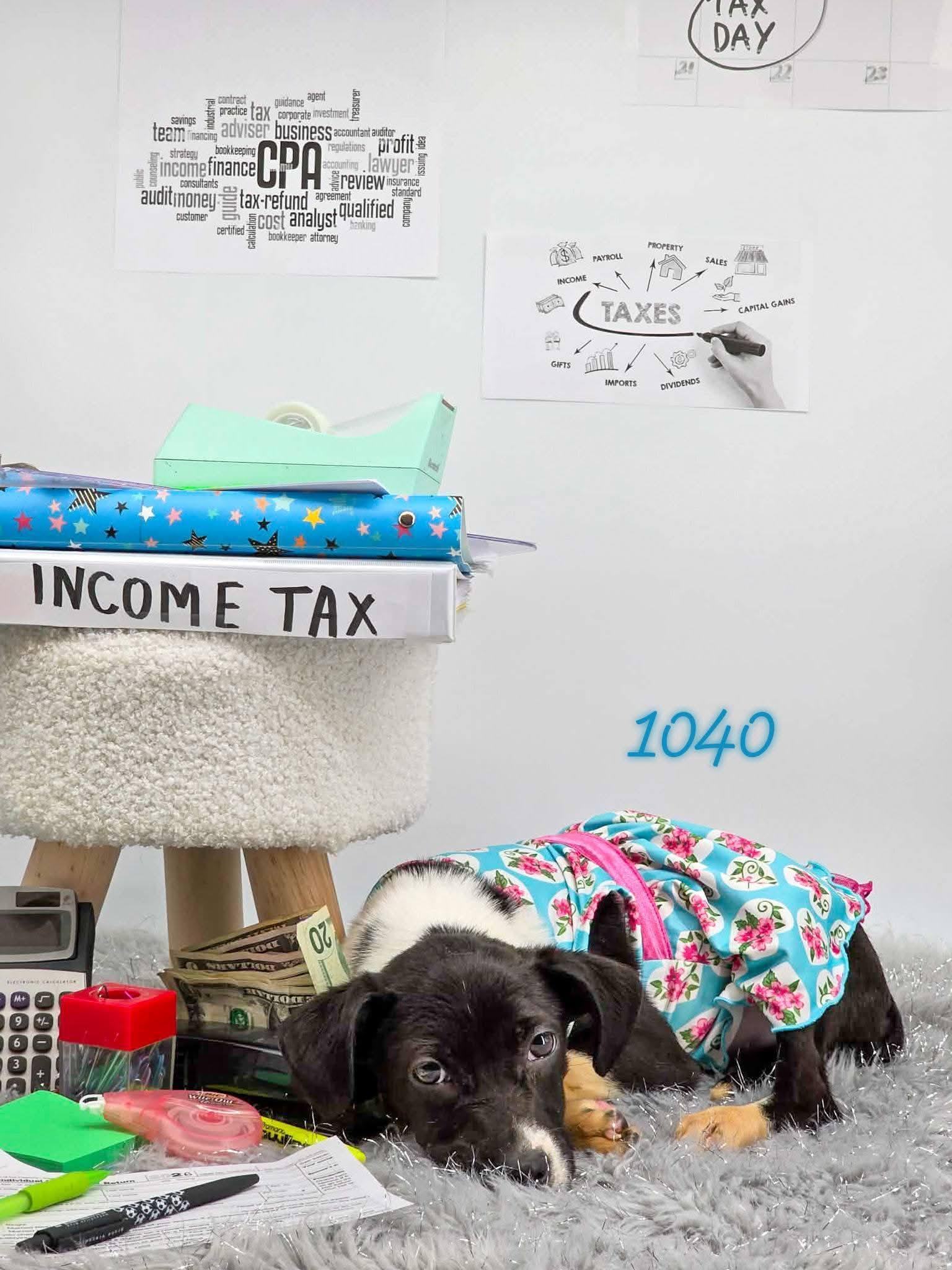 1040, adopted, Puppy Female Hound & Labrador Retriever.