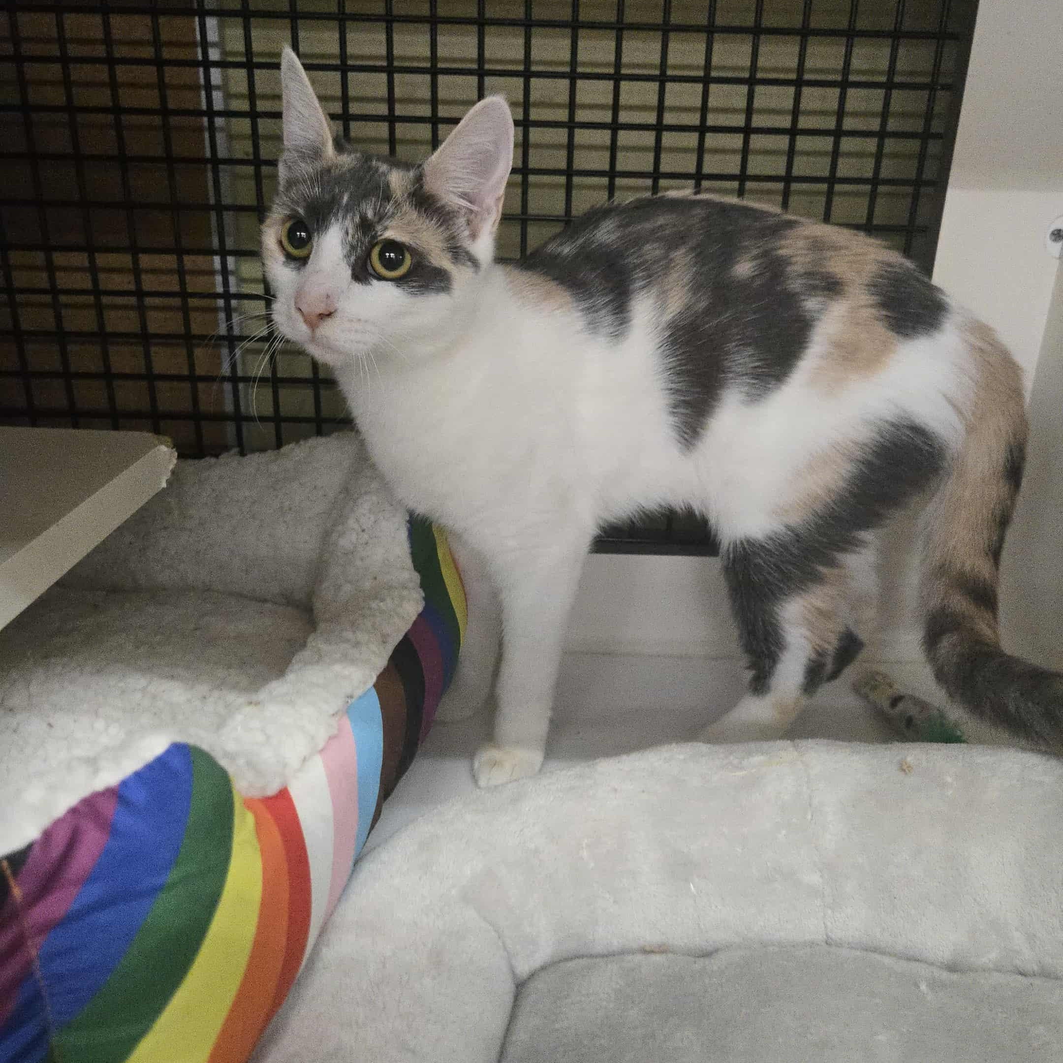 Pixie, a Adoptable Domestic Short Hair in Concord, CA image 1/4