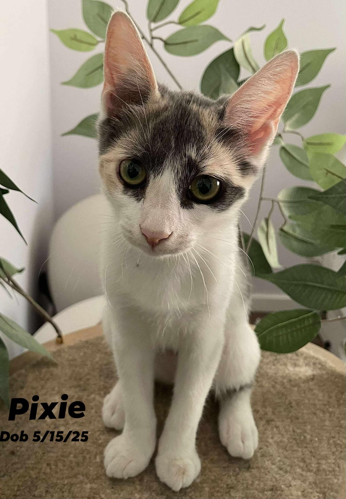 Pixie