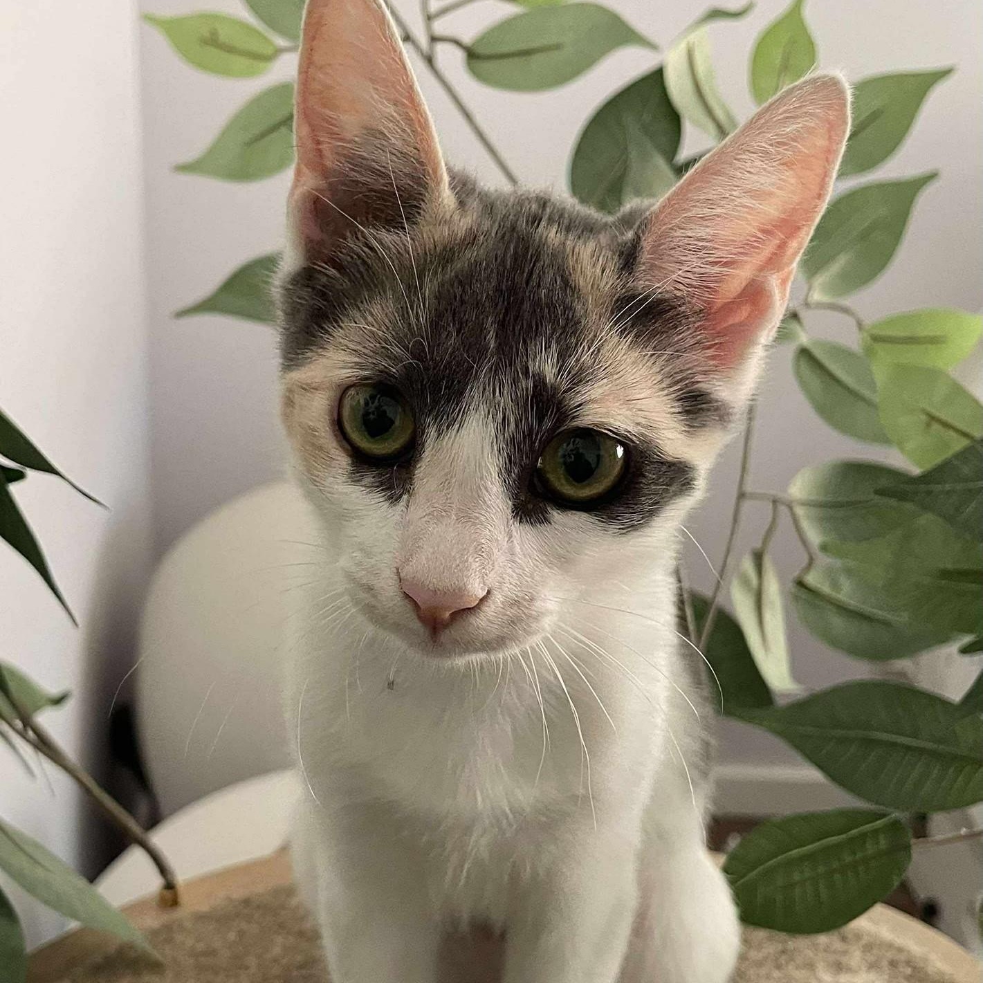 Pixie, a Adoptable Domestic Short Hair in Concord, CA image 3/4