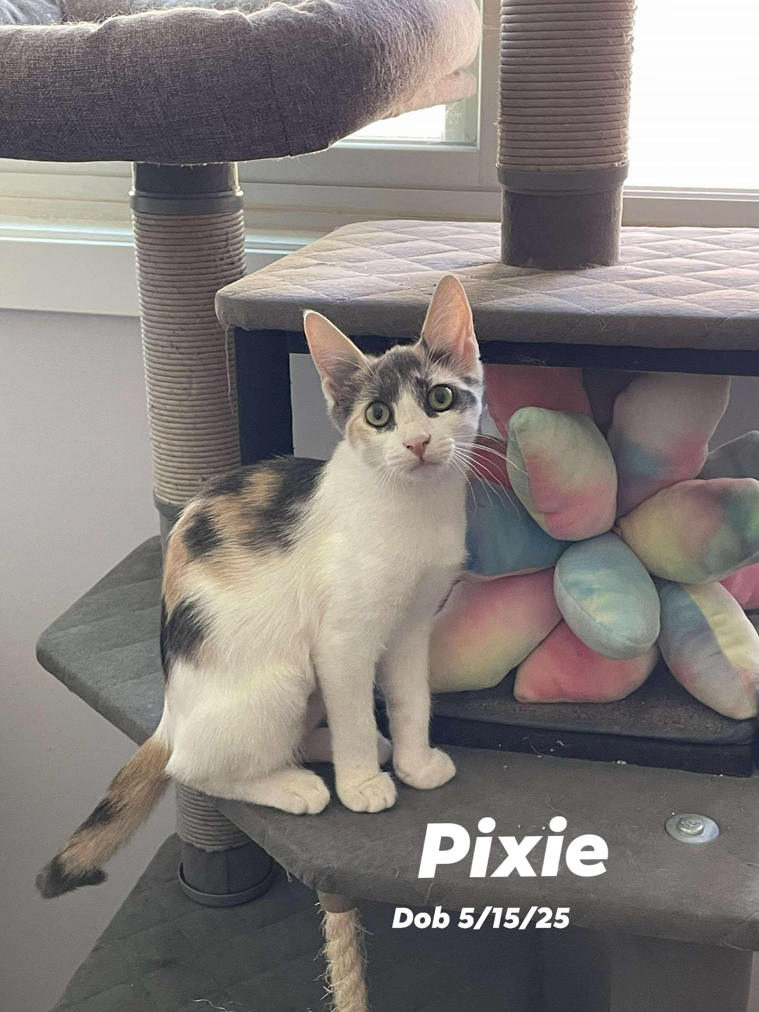 Pixie
