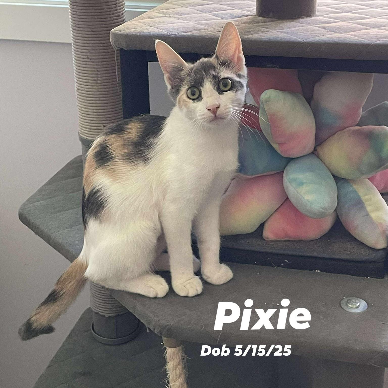 Pixie, a Adoptable Domestic Short Hair in Concord, CA image 2/4