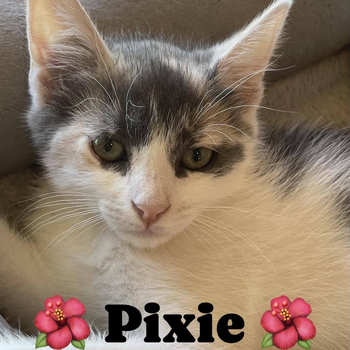 Pixie, a Adoptable Domestic Short Hair in Concord, CA image 4/4