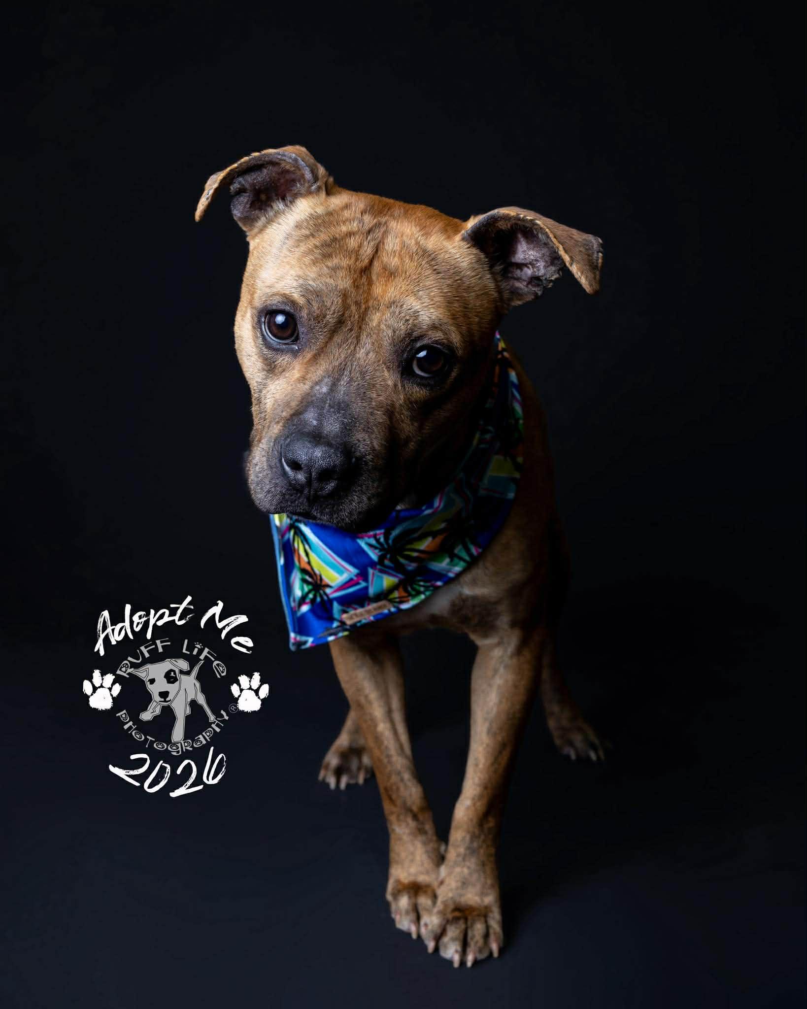 Sherman, a Adoptable Pit Bull Terrier in Troy, MI image 1/6
