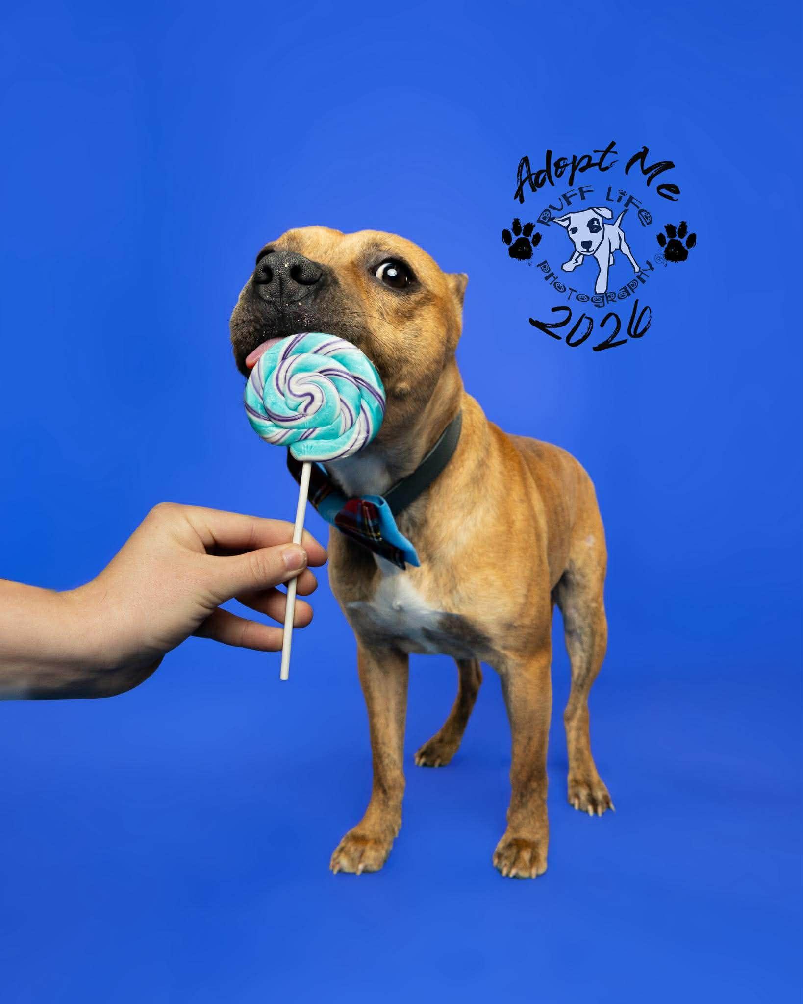 Sherman, a Adoptable Pit Bull Terrier in Troy, MI image 2/6