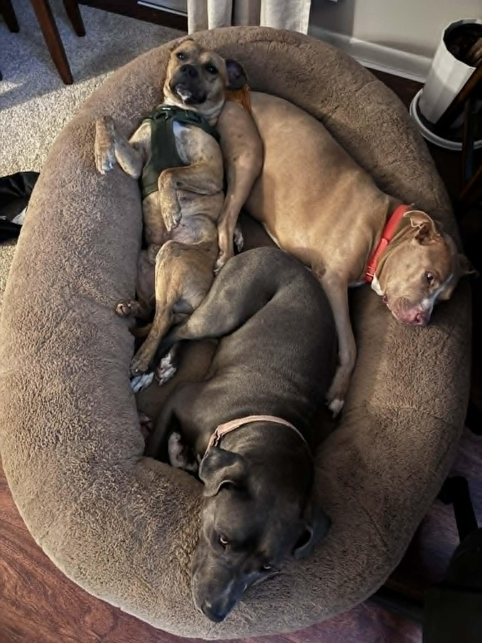 Sherman, a Adoptable Pit Bull Terrier in Troy, MI image 3/6