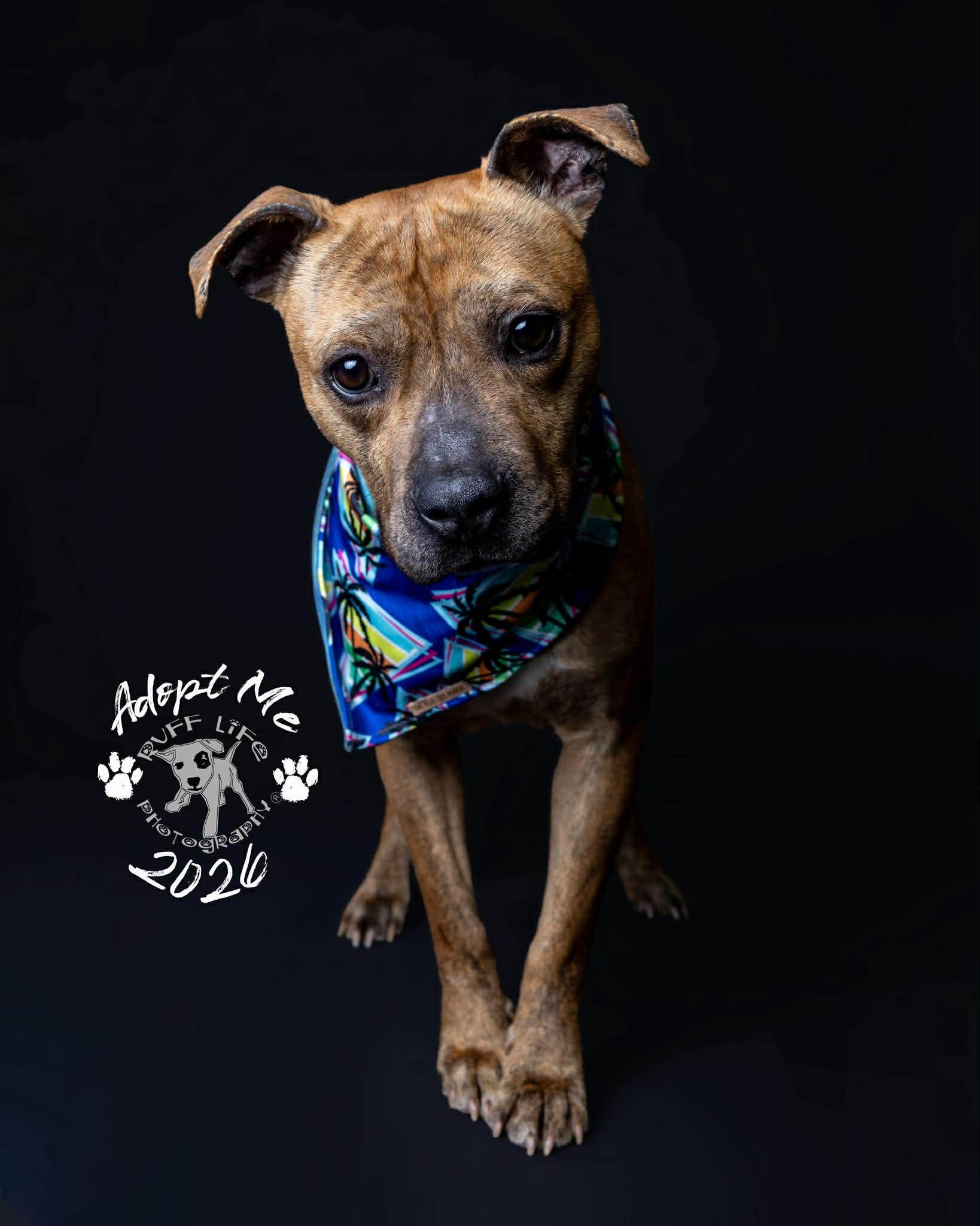Sherman, a Adoptable Pit Bull Terrier in Troy, MI image 4/6