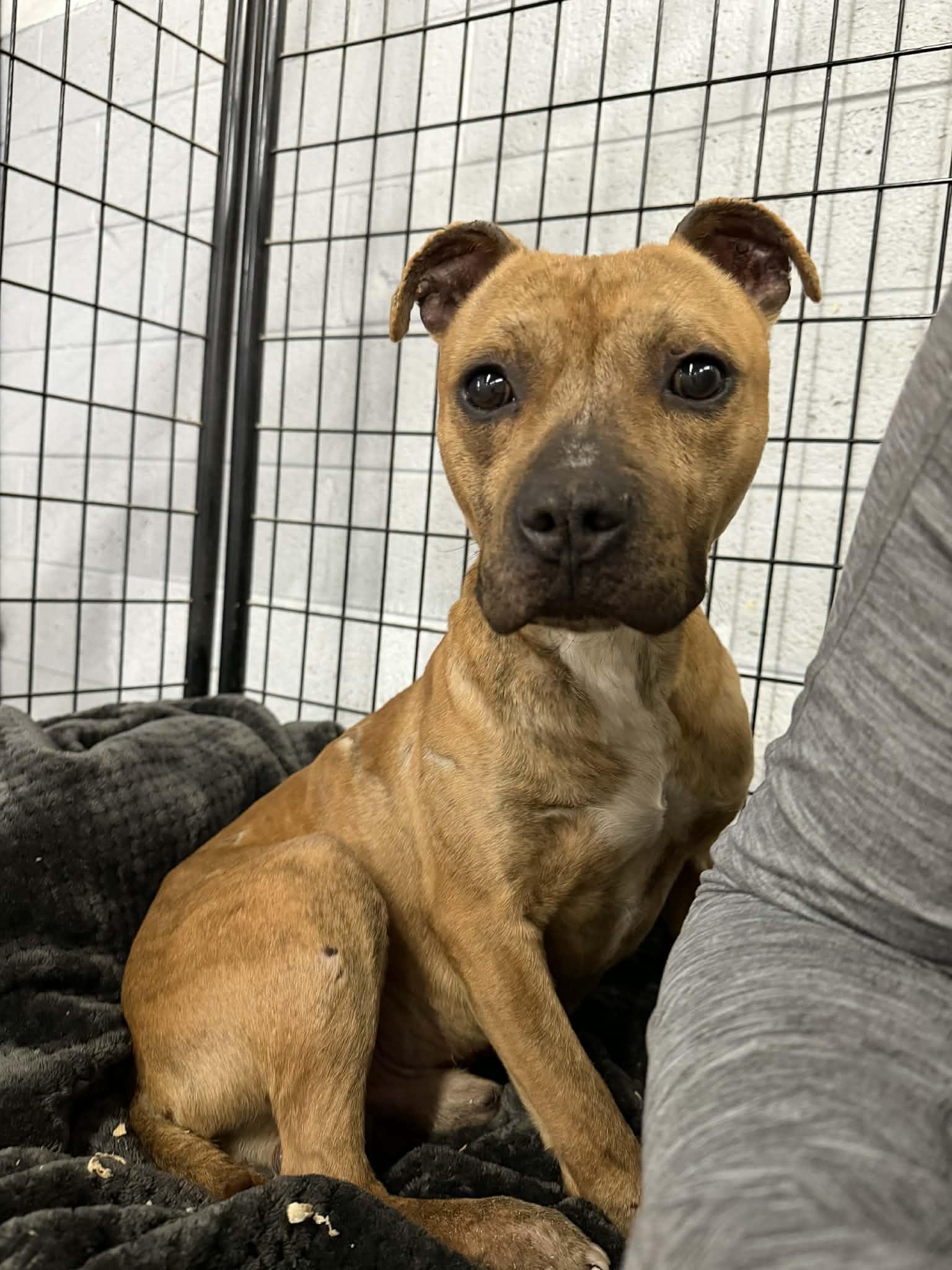 Sherman, a Adoptable Pit Bull Terrier in Troy, MI image 5/6