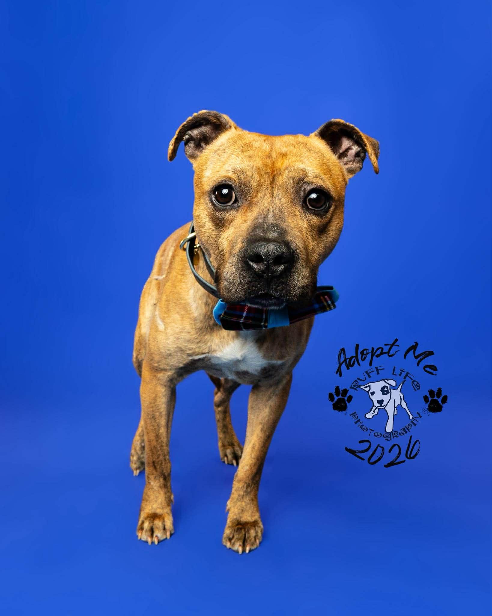 Sherman, a Adoptable Pit Bull Terrier in Troy, MI image 6/6
