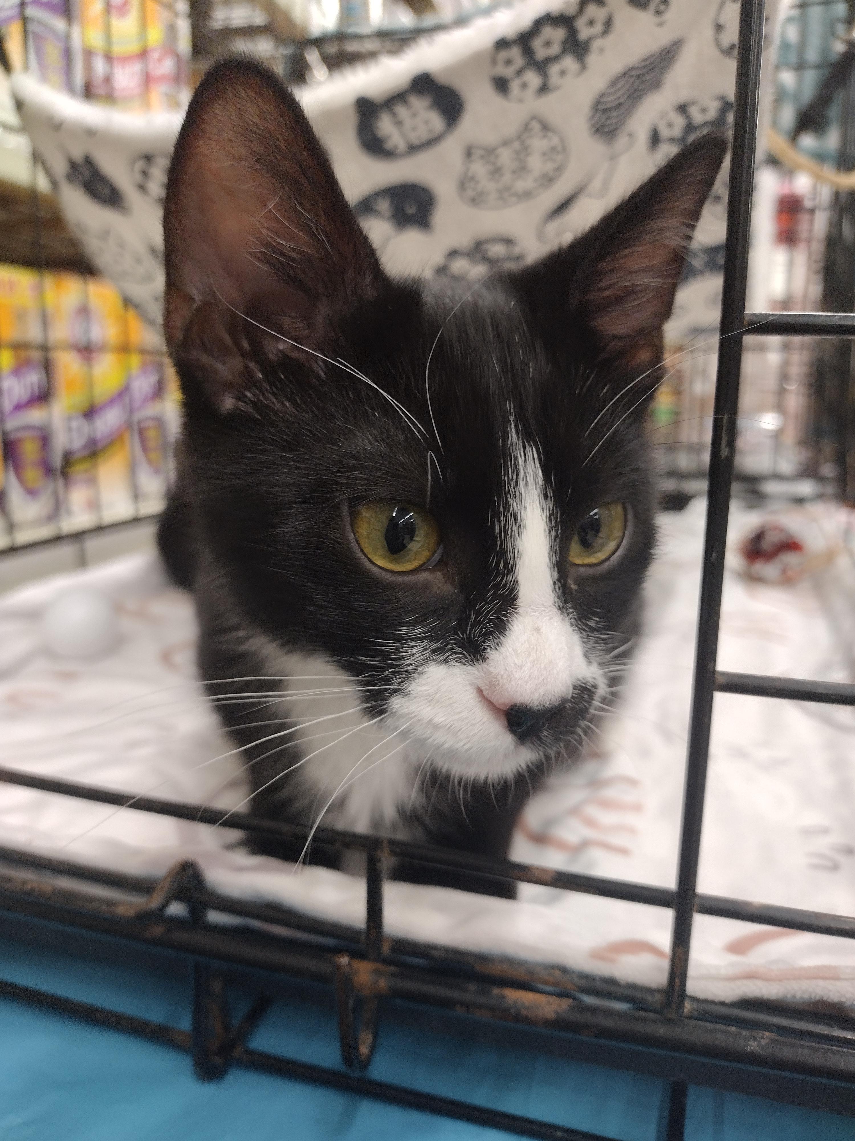 Enlarge Orlando, a ADOPTABLE mixed breed in Arlington, TX image 4/4