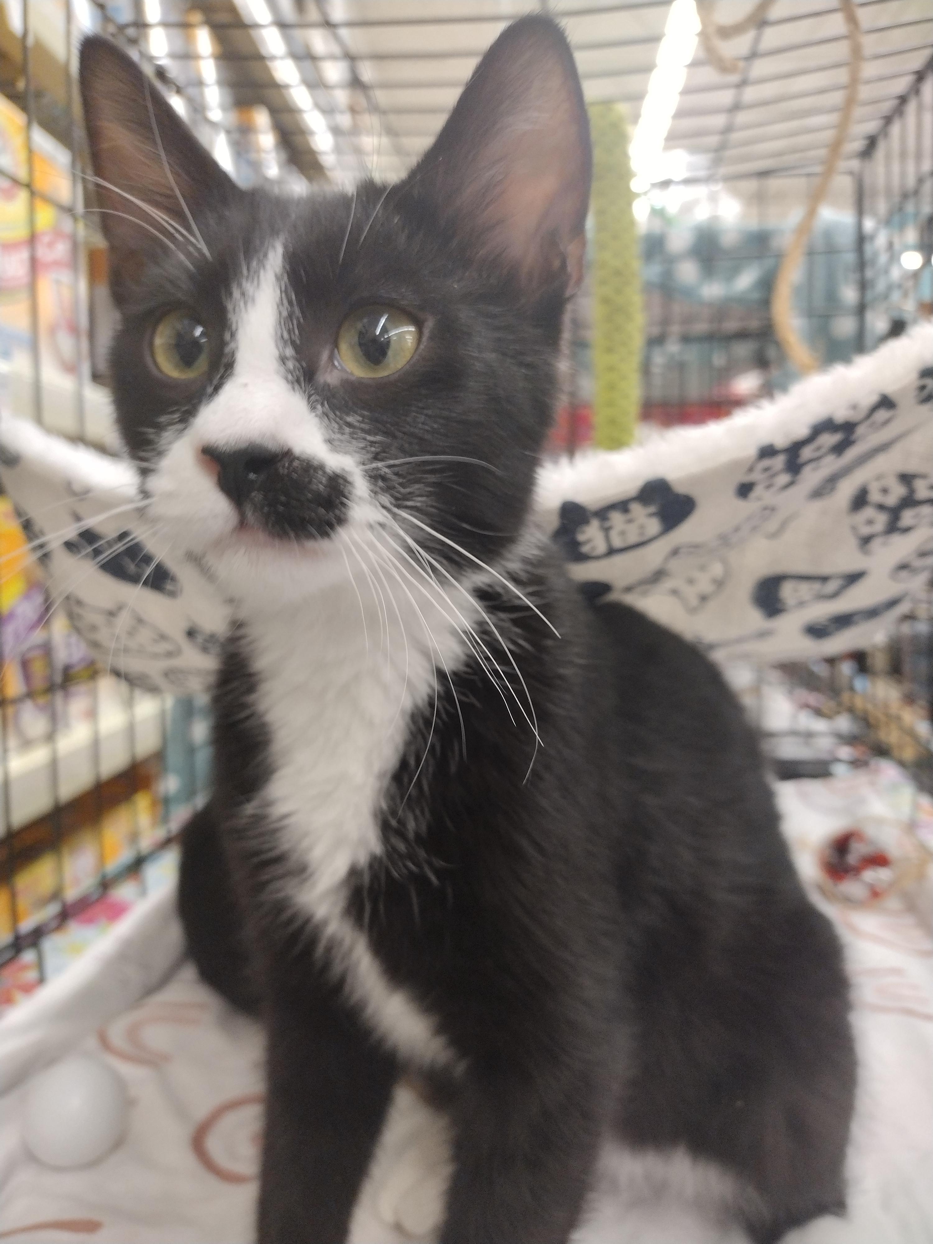 Enlarge Orlando, a ADOPTABLE mixed breed in Arlington, TX image 2/4