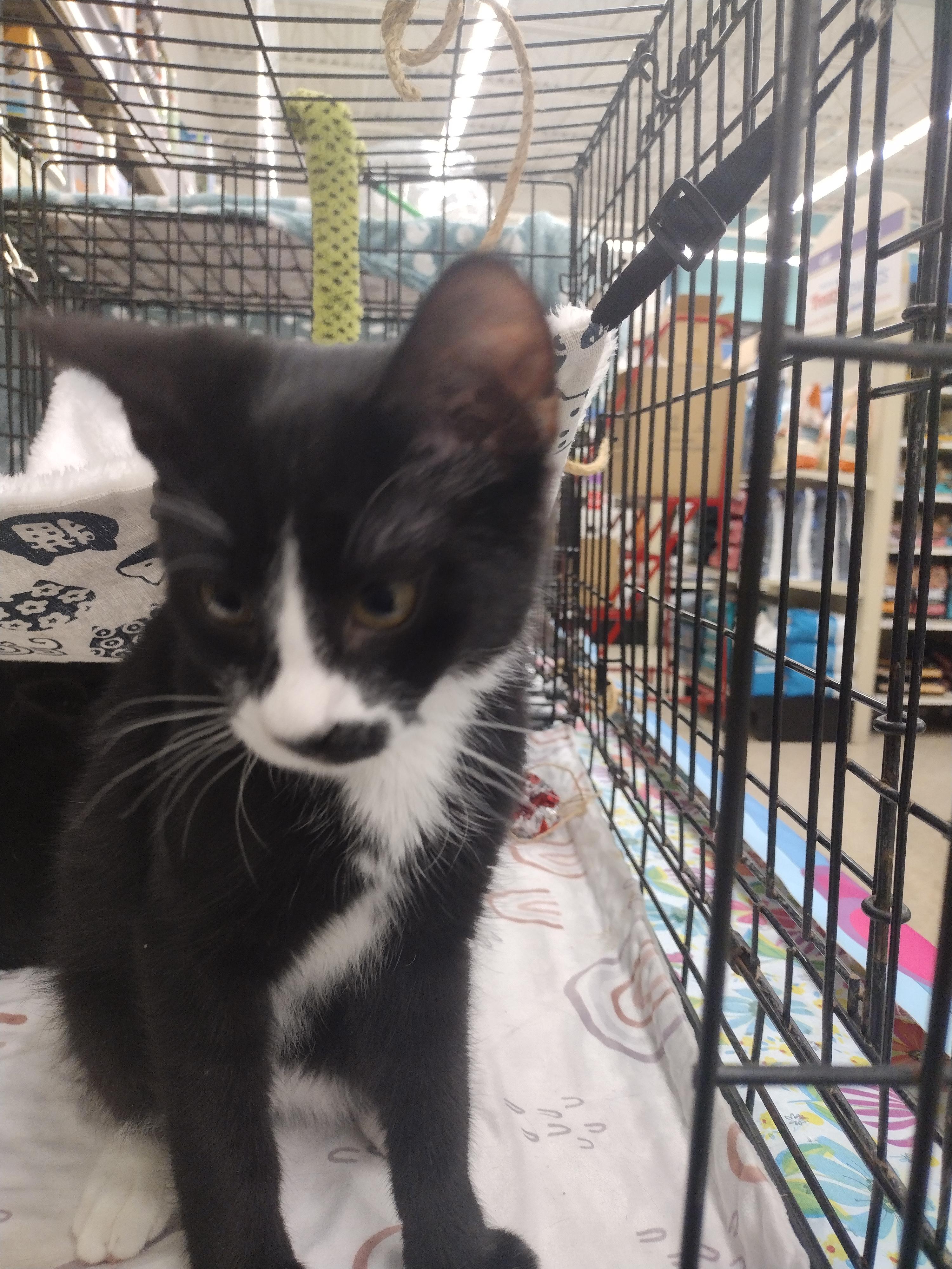 Enlarge Orlando, a ADOPTABLE mixed breed in Arlington, TX image 3/4