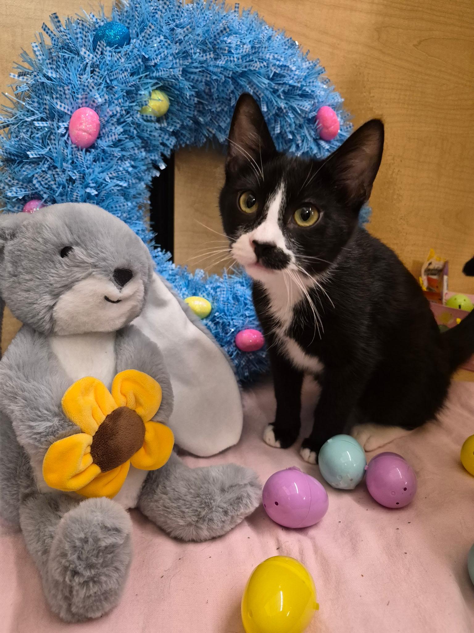 Orlando, ADOPTABLE, Young Male Tuxedo & Domestic Short Hair.