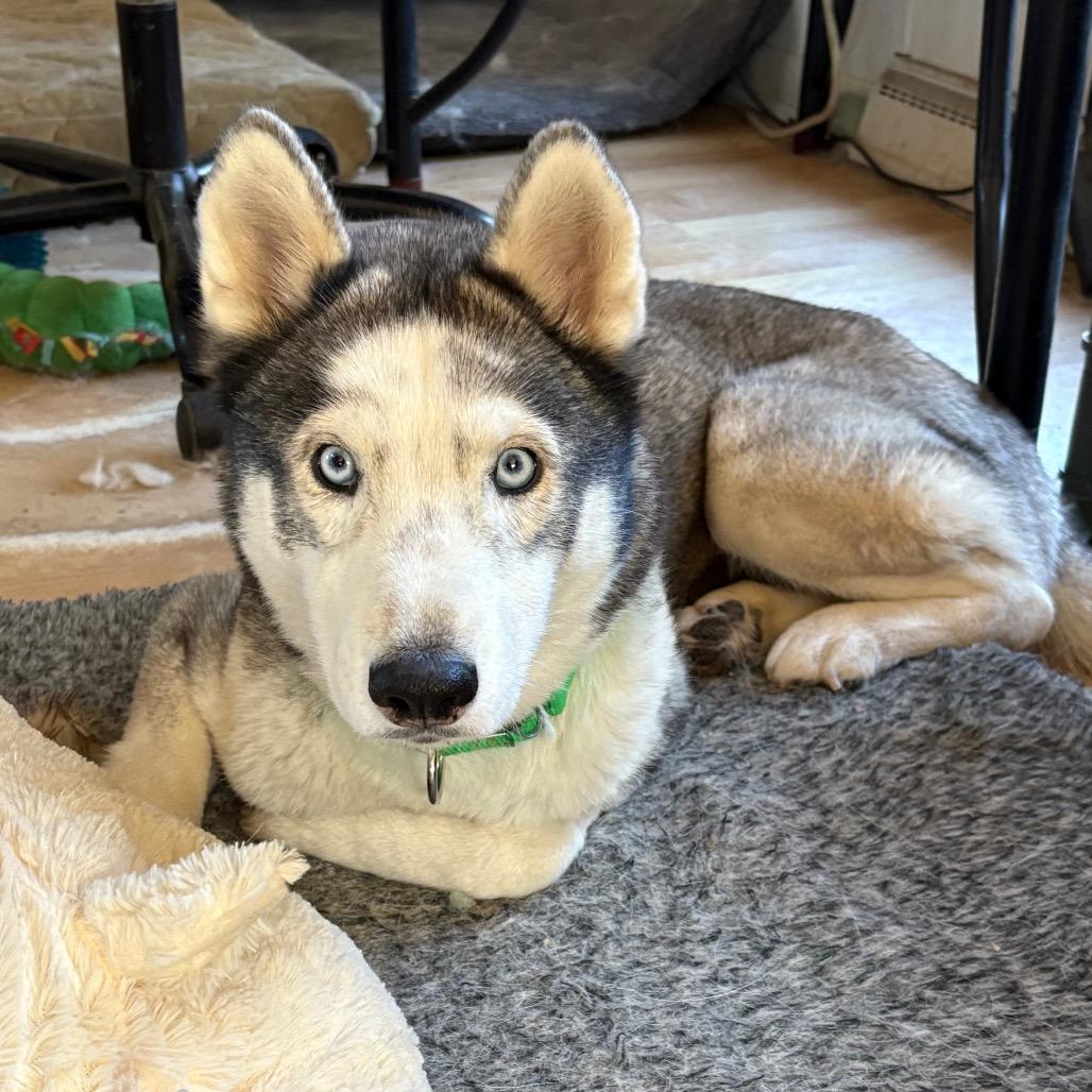 Enlarge Freya, a Adoptable Siberian Husky in Carol Stream, IL image 2/6