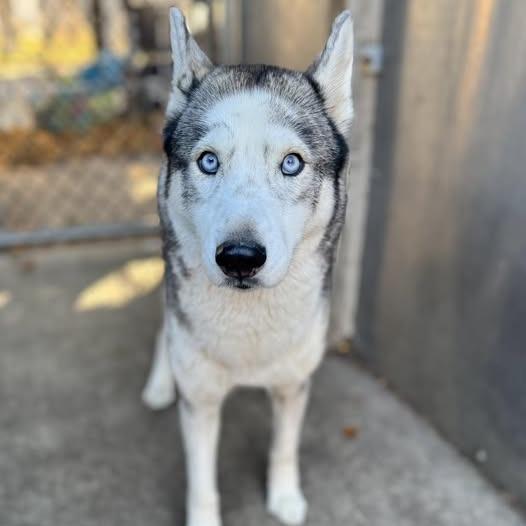 Enlarge Freya, a Adoptable Siberian Husky in Carol Stream, IL image 3/6