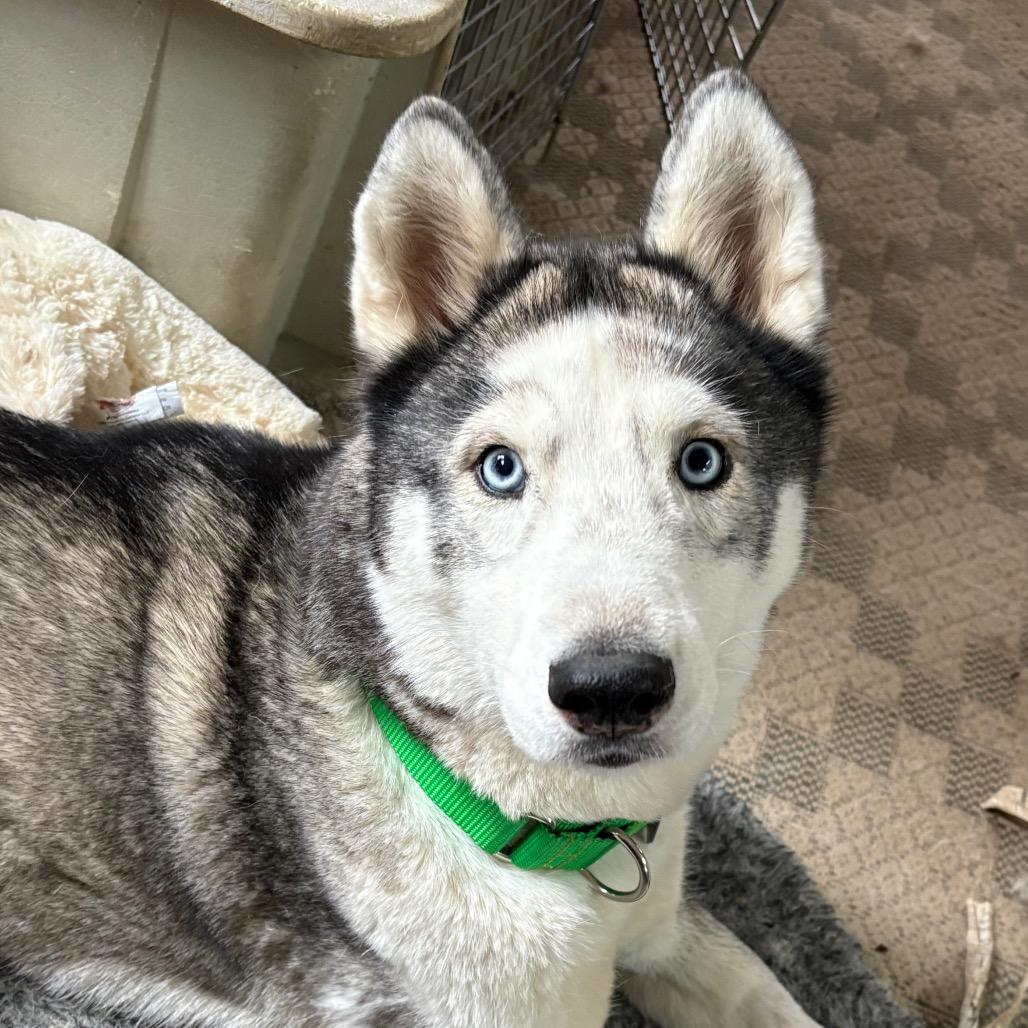 Enlarge Freya, a Adoptable Siberian Husky in Carol Stream, IL image 4/6